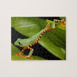Green Frog in a Rain Forest Jigsaw Puzzle