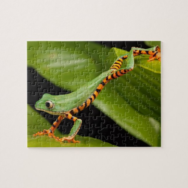 Green Frog in a Rain Forest Jigsaw Puzzle (Horizontal)