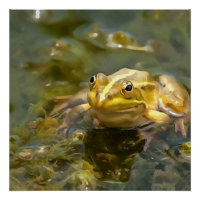 Green Frog In Shallow Water Acrylic Painting