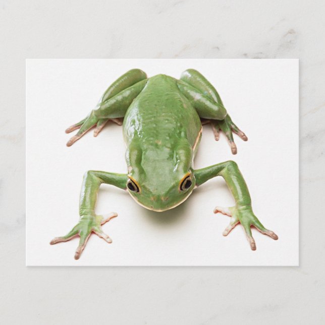 Green-Frog Postcard (Front)