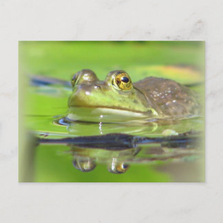 Green Frog Postcard