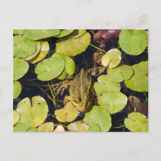 Green frog postcard (Front)