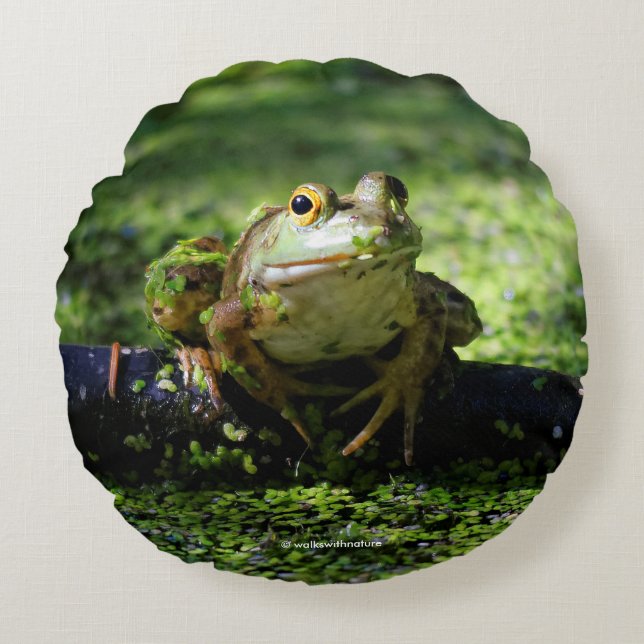 Green Frog Strikes a Pose on the Hose Round Cushion (Front)