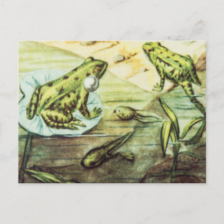 Green Frogs, Animal Illustration Postcard