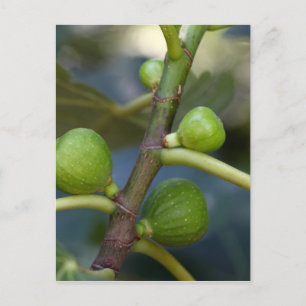 Green fruits of a common fig tree postcard