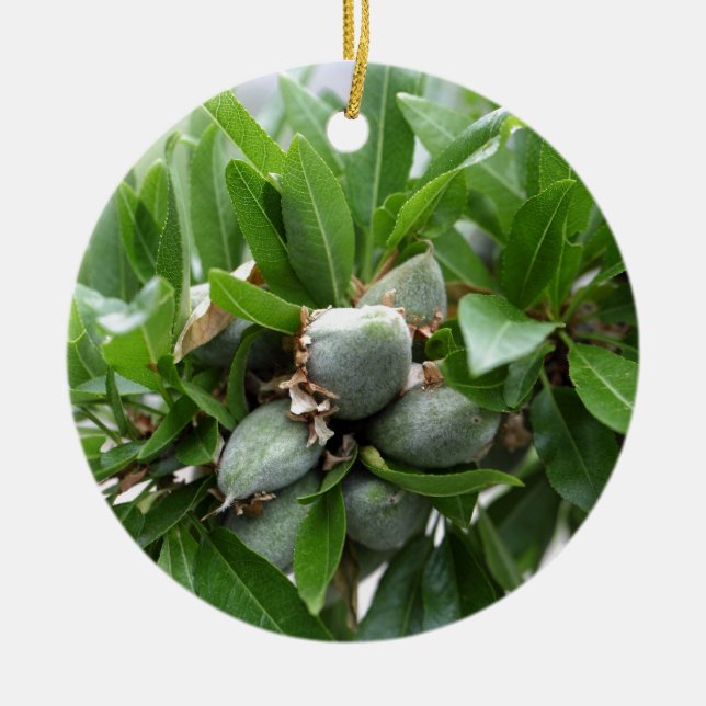 Green fruits of an almond tree ceramic tree decoration (Front)