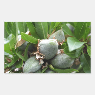 Green fruits of an almond tree rectangular sticker
