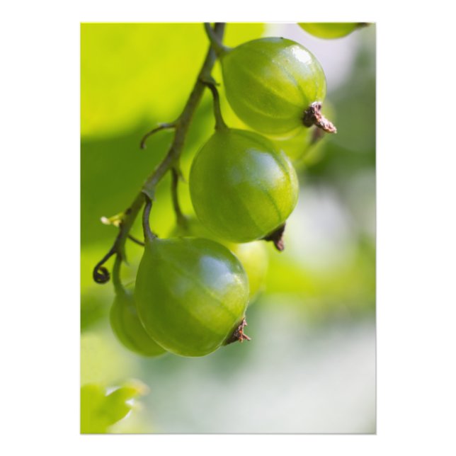 Green Gooseberries Wake Up CC0306 Photo Print (Front)