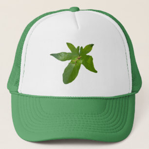 Green Grape Leaf Frog, Truckers Hat