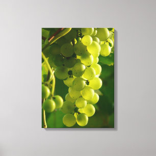 Green Grapes on Vine Canvas Print