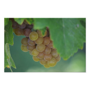 Green Grapes Photo Print