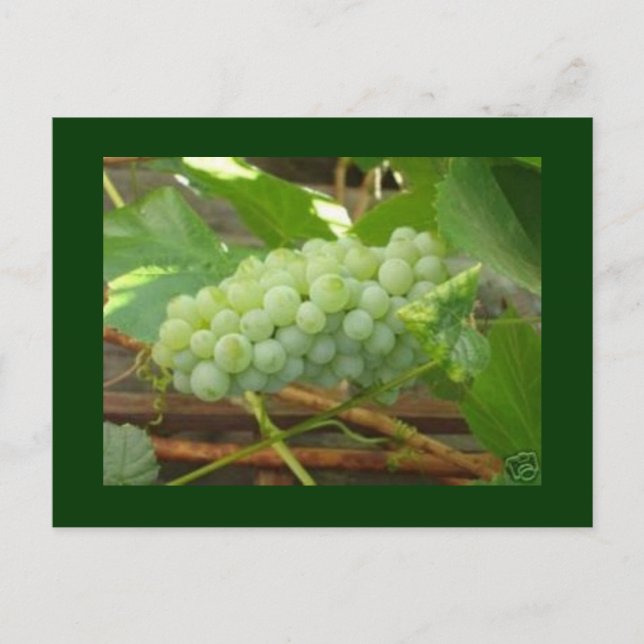 green grapes postcard (Front)
