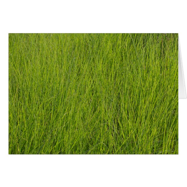 Green Grass (Front Horizontal)