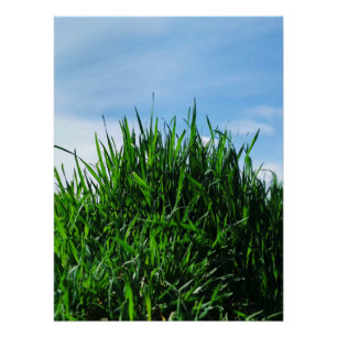 Green grass against the background of the endless  poster