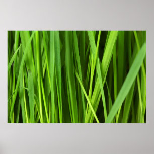 Green Grass background Poster