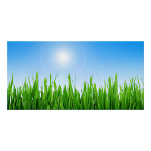Green Grass Blue Sky Banner Poster