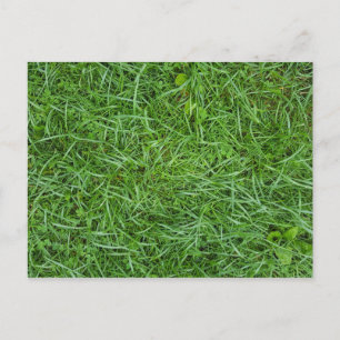 Green Grass Postcard