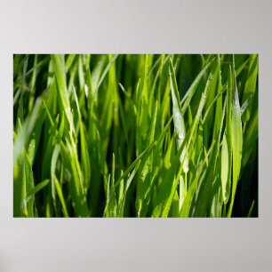 Green grass poster