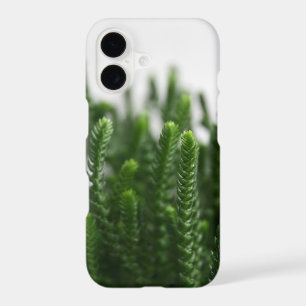 Green Grass Succulent Grass Plant Close-up Photo