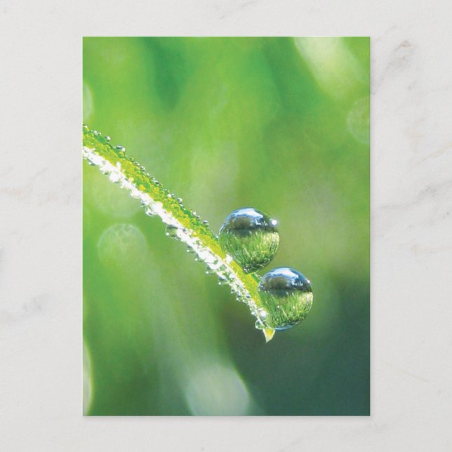 Green Grass With Dew Drops Reflecting Earth Postcard (Front)