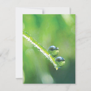 Green Grass With Dew Drops Reflecting Earth Postcard