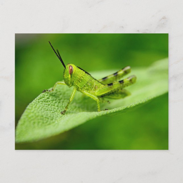 Green Grasshopper Nymph on a Leaf Postcard (Front)