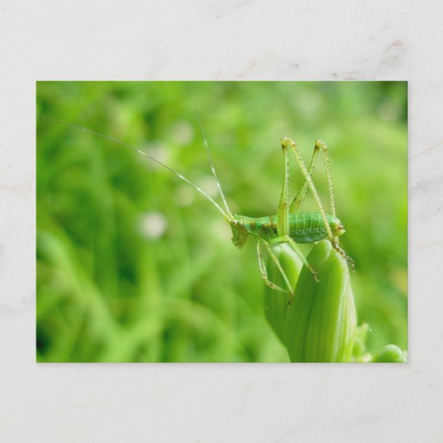 Green Grasshopper on Daylily Buds Postcard (Front)