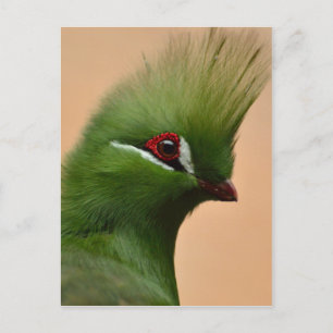 Green Guinea Turaco bird Postcard