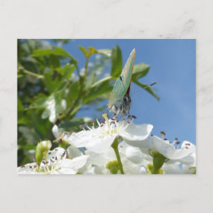 Green Hairstreak Butterfly DIY Postcard