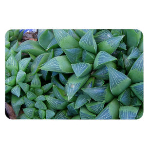 Green Haworthia Plants Magnet