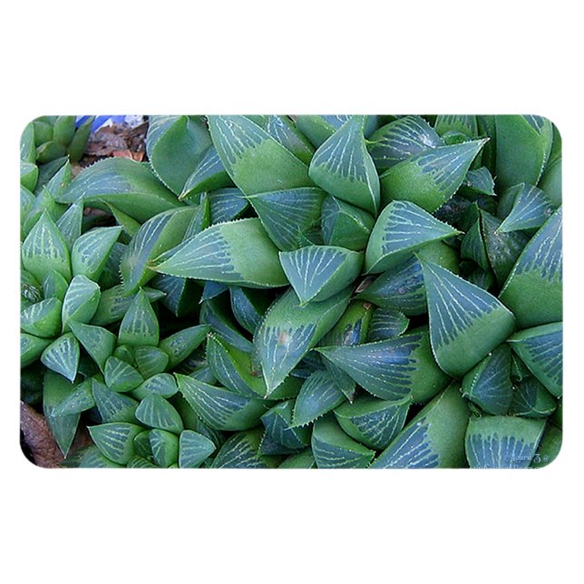 Green Haworthia Plants Magnet (Horizontal)