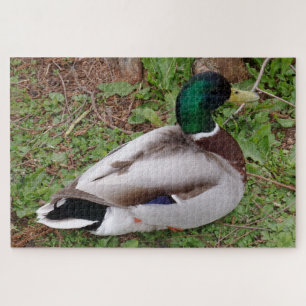 Green Head Duck Jigsaw Puzzle