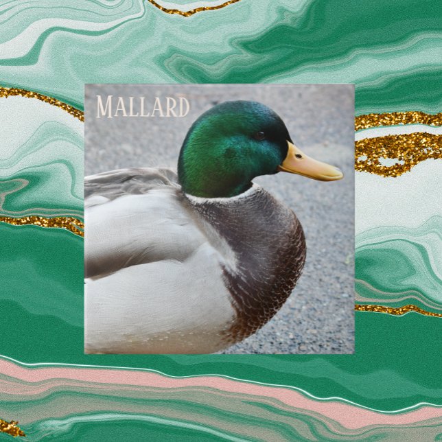 Green Headed Mallard Drake Tile (In Situ)