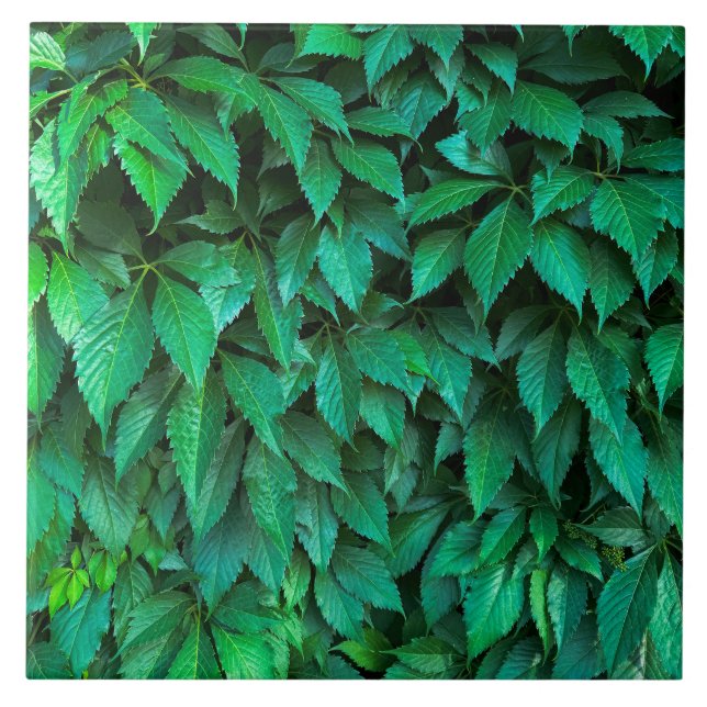 green hedge background parthenocissus pattern text tile (Front)