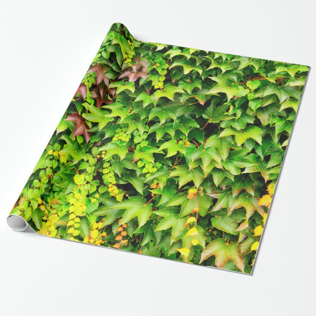 Green hedge plant wrapping paper (Unrolled)