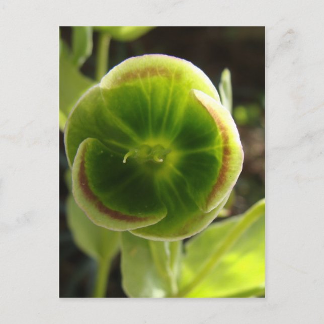 green hellebore flower postcard (Front)