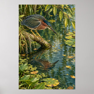 Green Heron Above the Quiet Waters of South Texas Poster