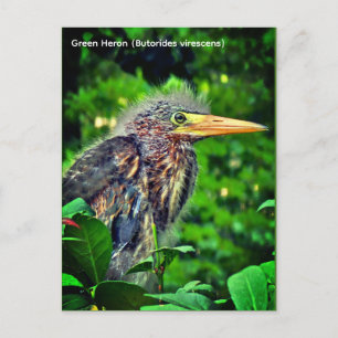 Green Heron (Butorides virescens) Holiday Postcard