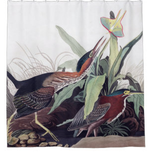 Green Heron by Audubon Birds Art Shower Curtain