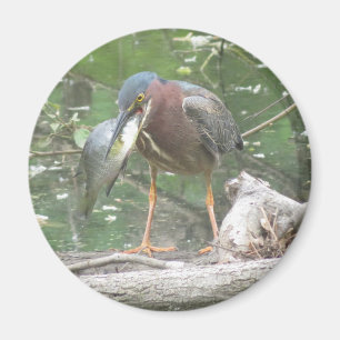 Green Heron gone fishing magnet