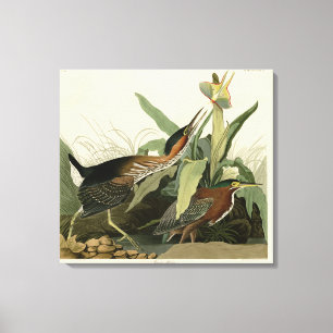Green Heron, John James Audubon's Birds of America Canvas Print