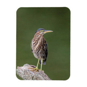 Green Heron on a log Magnet