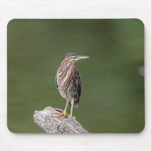 Green Heron on a log Mouse Pad