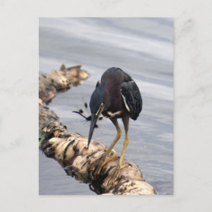 Green Heron Photo Postcard