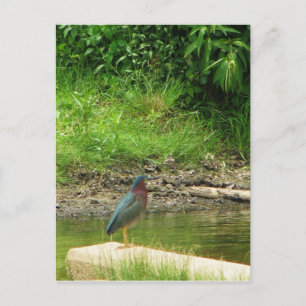 Green Heron Post Card