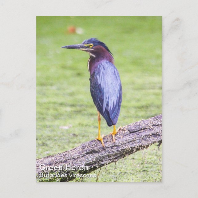 Green Heron Postcard (Front)