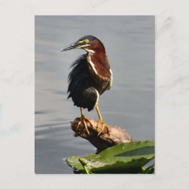 Green Heron Postcard (Front)