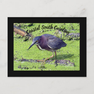 Green Heron Postcard