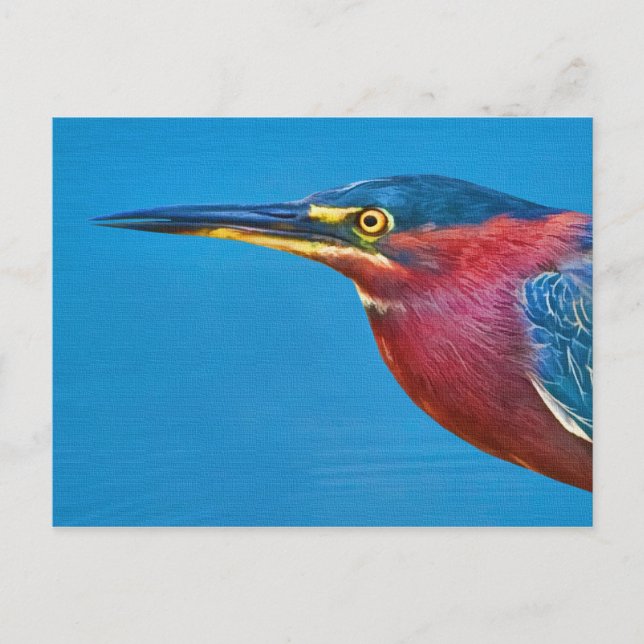 Green Heron Postcard (Front)