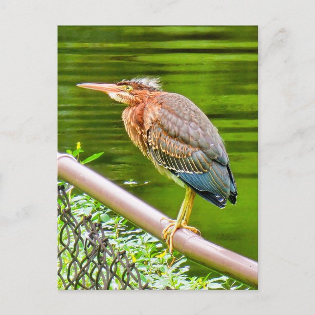 Green heron postcard (Front)